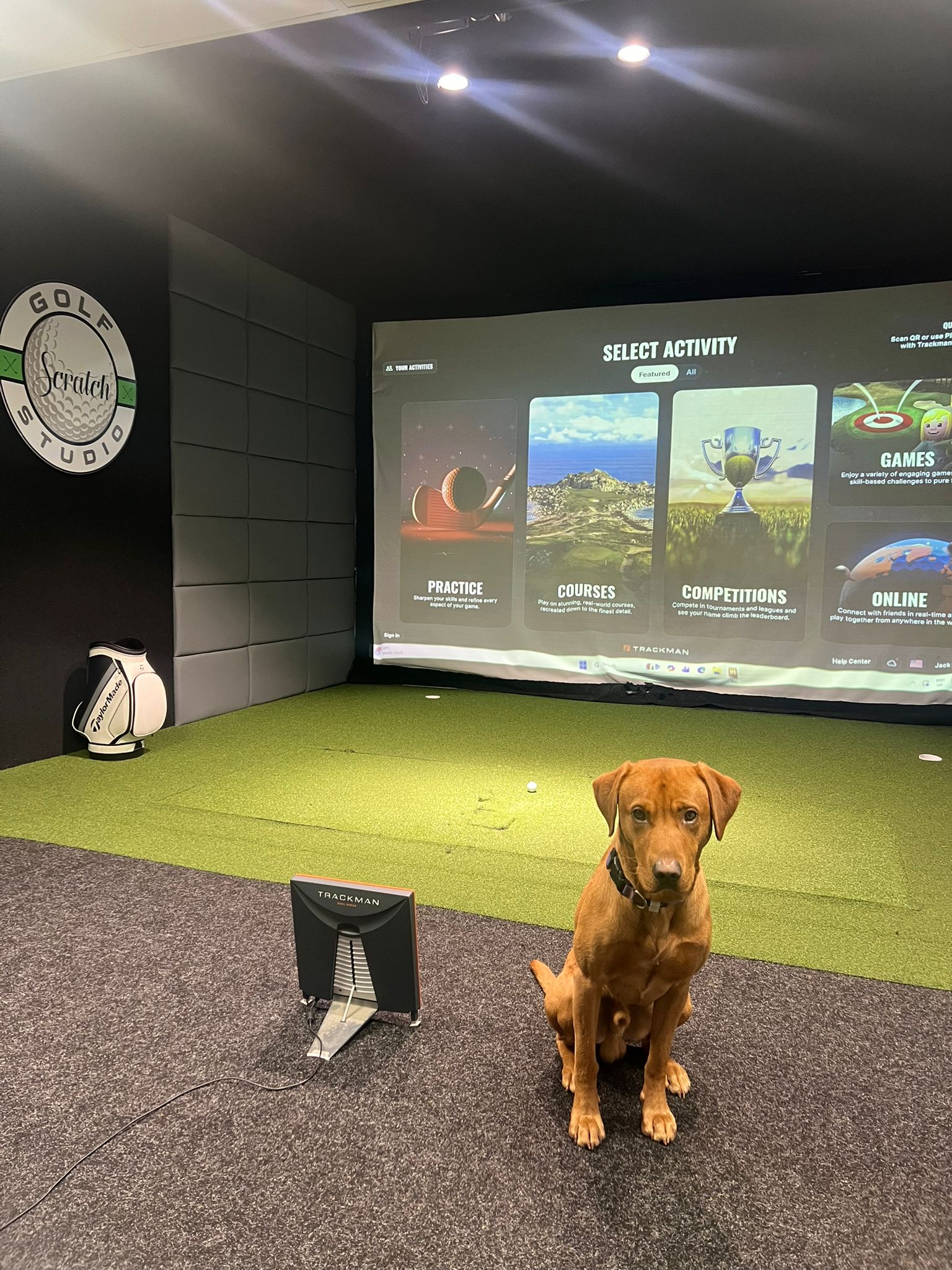 Murphy - The Studio Dog